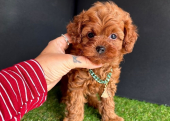 Safkan Toy Poodle Yavrularımız